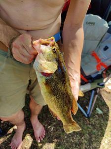 Largemouth Bass