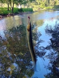 European Eel (Common Eel)