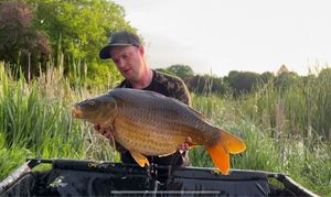 Common Carp