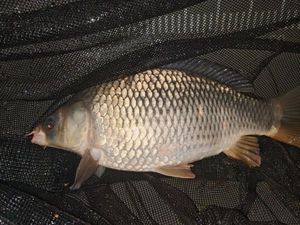 Common Carp