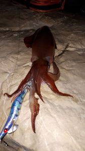 European Squid
