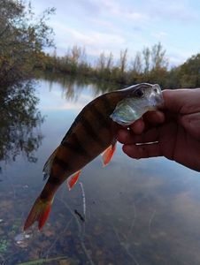 European Perch
