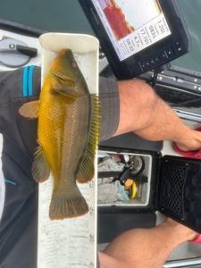 Ballan Wrasse