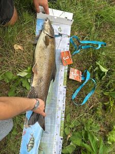 Barbel