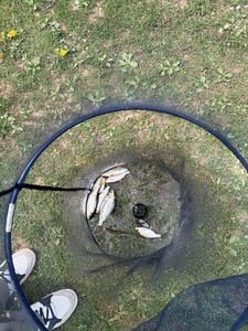 Roach