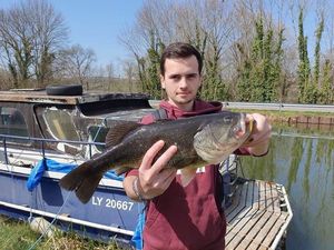 Largemouth Bass