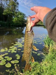 Northern Pike