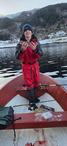 Haddock