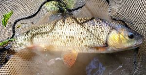 Chub gevangen door Esteban Pohier-Rouze