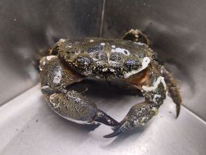 Warty Crab