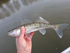 Zander