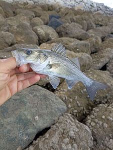 European Bass (Seabass)