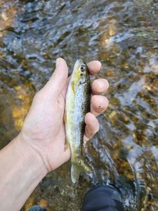 Brown Trout