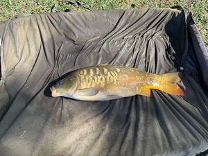 Mirror Carp
