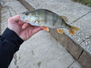 European Perch