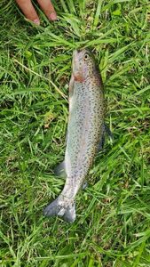 Rainbow Trout