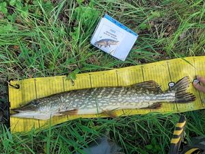 Northern Pike