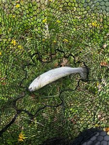 Rainbow Trout