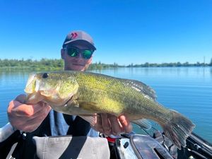 Largemouth Bass