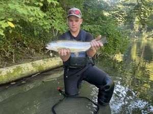 Rainbow Trout