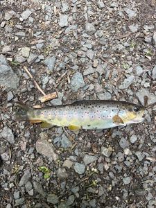 Brown Trout