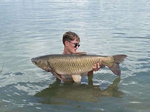 Grass Carp