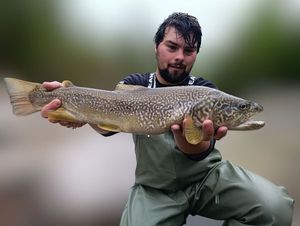 Marble Trout