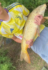 Common Carp