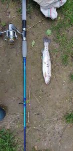 Rainbow Trout