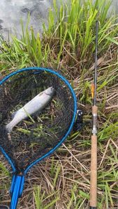 Rainbow Trout