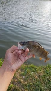 European Perch
