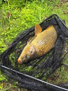 Common Carp