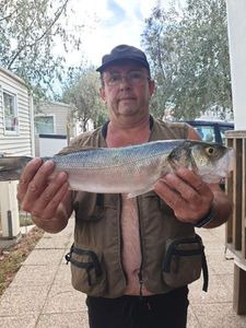 European Bass (Seabass)