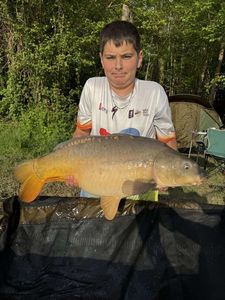 Mirror Carp