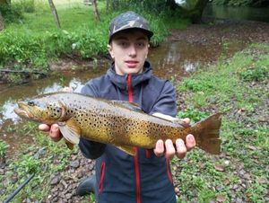 Brown Trout