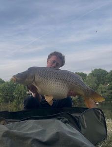 Common Carp