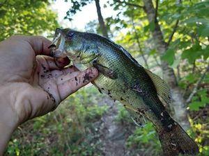 Largemouth Bass
