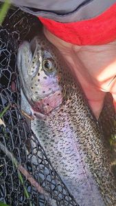 Rainbow Trout