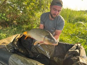 Common Carp