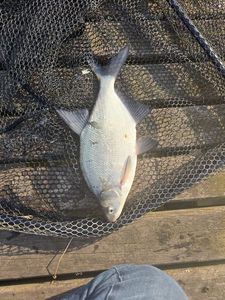 Common Bream