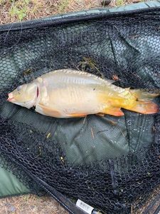Leather Carp
