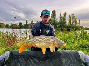 Common Carp