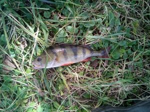 European Perch