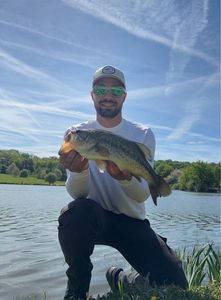 Largemouth Bass