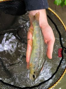 Brown Trout