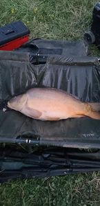 Mirror Carp
