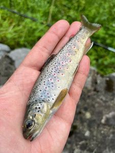 Brown Trout