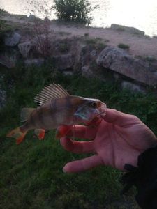 European Perch