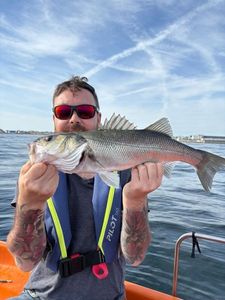 European Bass (Seabass)