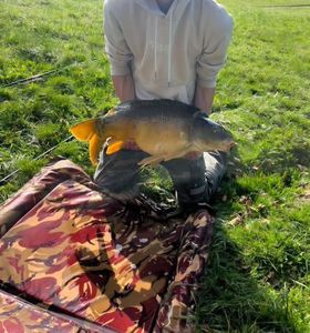 Common Carp